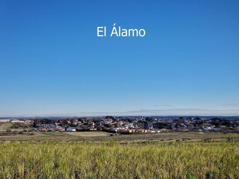 Primera Planta Completa, * El Alamo